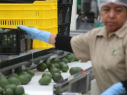 Las 120 toneladas de aguacate que salieron hacia EU fueron redireccionadas a Canadá. EL INFORMADOR / R. Tamayo