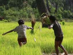 Casi 20 mil personas han muerto a causa de minas y bombas sin detonar desde 1979 en Camboya. AP / ARCHIVO