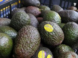 Esperan que la exportación de aguacate a Estados Unidos sea cada vez mayor. EL INFORMADOR / ARCHIVO