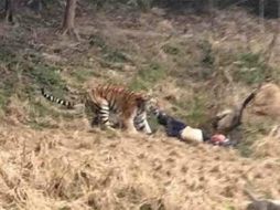 El hombre intentaba provocar al tigre, cuando fue atacado por éste y arrastrado hacia una zona arbolada. YOUTUBE / Y & L. VINE