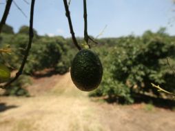 En 2016 México vendió 1.9 mil millones de dólares en tomates y otros 1.7 mil millones de aguacates. EL INFORMADOR / ARCHIVO