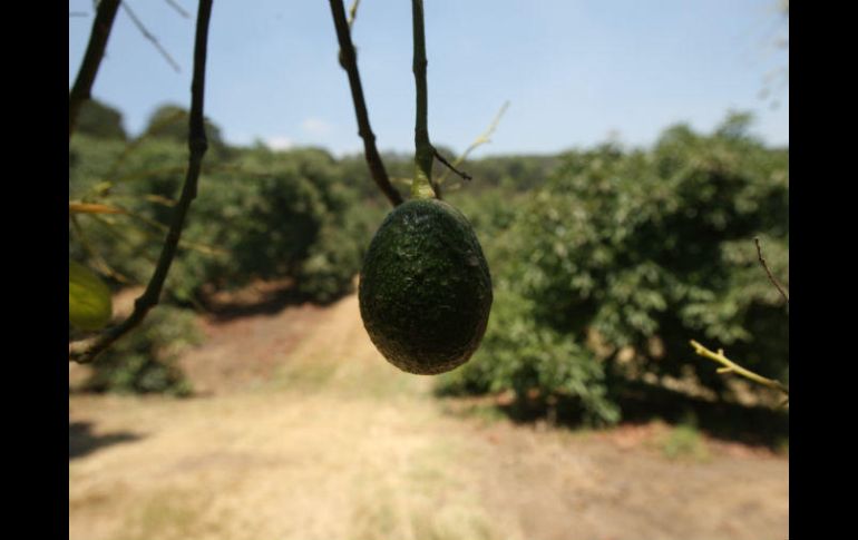 En 2016 México vendió 1.9 mil millones de dólares en tomates y otros 1.7 mil millones de aguacates. EL INFORMADOR / ARCHIVO