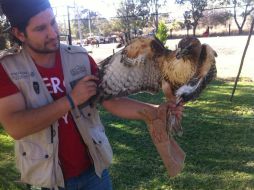 Entre los animales había dos linces rojos, un faisán Lady Amherst, una caracará, un tecolote crescendo, entre otros. TWITTER / @PROFEPA_Mx