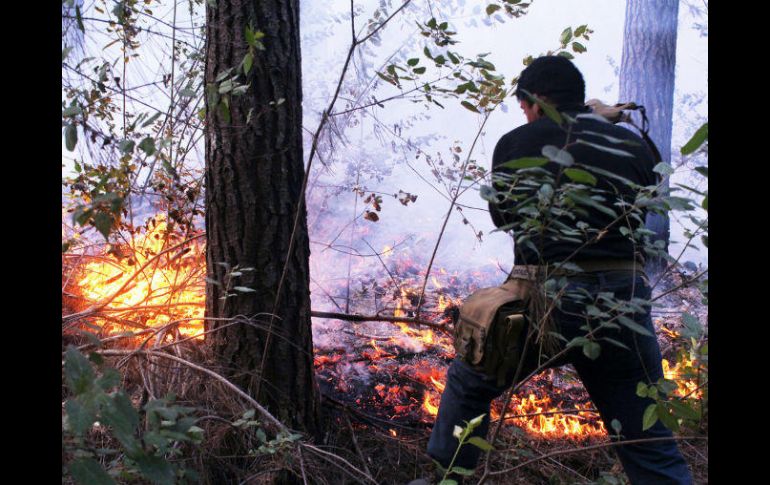 Estos incendios han sido catalogados por expertos como los séptimos peores de la historia a nivel mundial. NTX / A. Sepúlveda