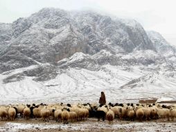 Las temperaturas glaciales también han matado a un centenar de animales domésticos. EFE / M. Sadiq