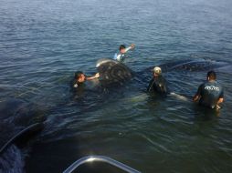 Flavio arriba cada año a la Bahía de la Paz desde el 2004, mide 7.5 metros y pesa aproximadamente 12 toneladas. NTX / Especial