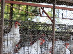 Para intentar contener el brote, las autoridades han prohibido el movimiento de aves y huevos en torno a las granjas afectadas. EL INFORMADOR / ARCHIVO