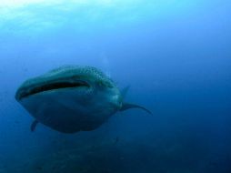 En 1971, Laguna Ojo de Liebre fue decretado Refugio de Ballenas. AP / ARCHIVO