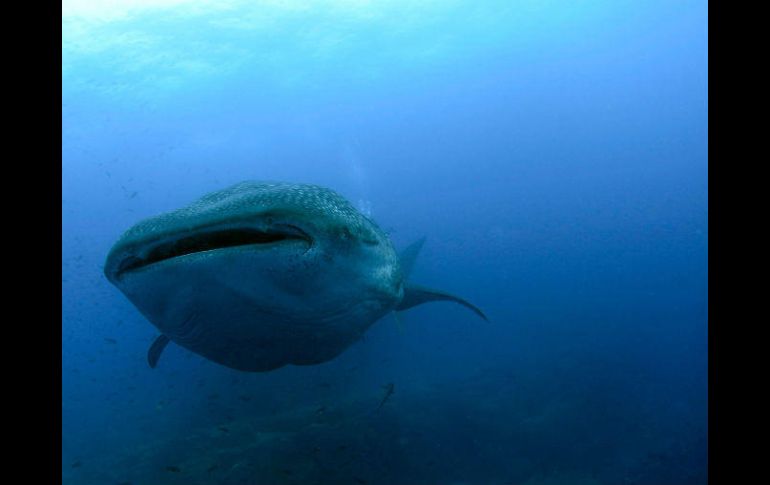 En 1971, Laguna Ojo de Liebre fue decretado Refugio de Ballenas. AP / ARCHIVO