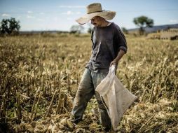 El maíz representa casi el 70% de la producción total de cereales en África, la plaga causó también daños a otros cultivos. EL INFORMADOR / ARCHIVO