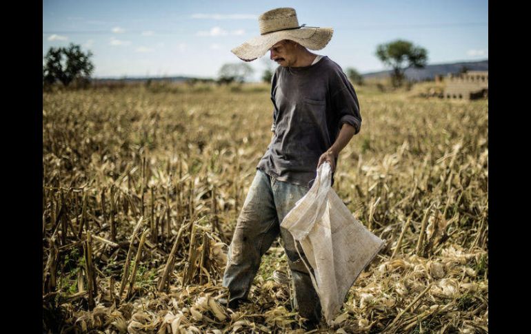 El maíz representa casi el 70% de la producción total de cereales en África, la plaga causó también daños a otros cultivos. EL INFORMADOR / ARCHIVO