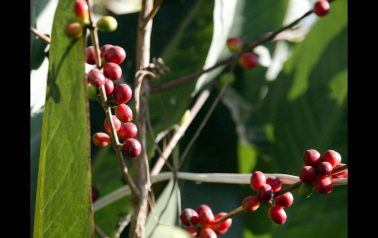 El apoyo es parte de un esfuerzo con en el que la empresa busca enaltecer el café mexicano. EL INFORMADOR / ARCHIVO