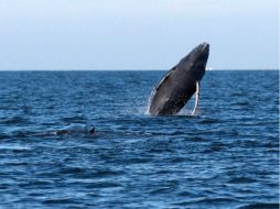 En enero de 2017 se contaron 347 ballenas en la Laguna Ojo de Liebre frente a las 584 del mismo mes de 2016. NTX / ARCHIVO