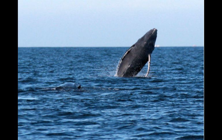 En enero de 2017 se contaron 347 ballenas en la Laguna Ojo de Liebre frente a las 584 del mismo mes de 2016. NTX / ARCHIVO