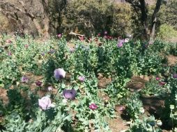 Las amapolas del sitio tenían una altura aproximada de 80 centímetros. ESPECIAL /