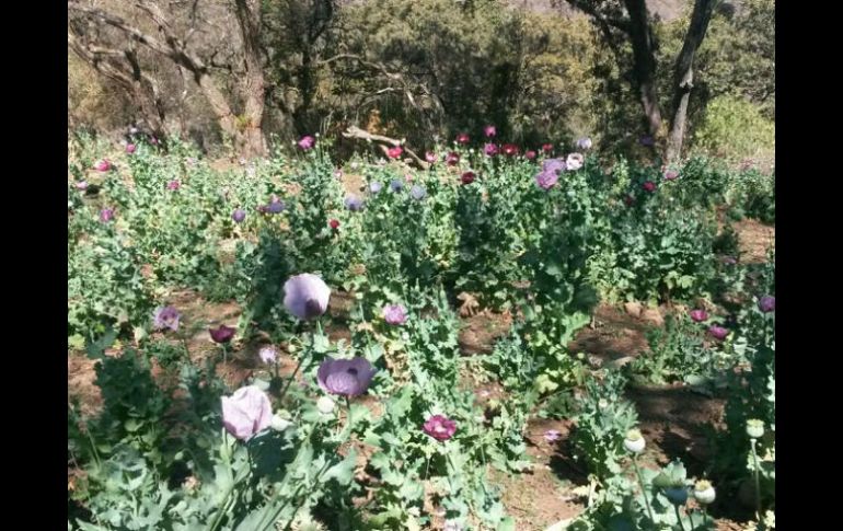 Las amapolas del sitio tenían una altura aproximada de 80 centímetros. ESPECIAL /