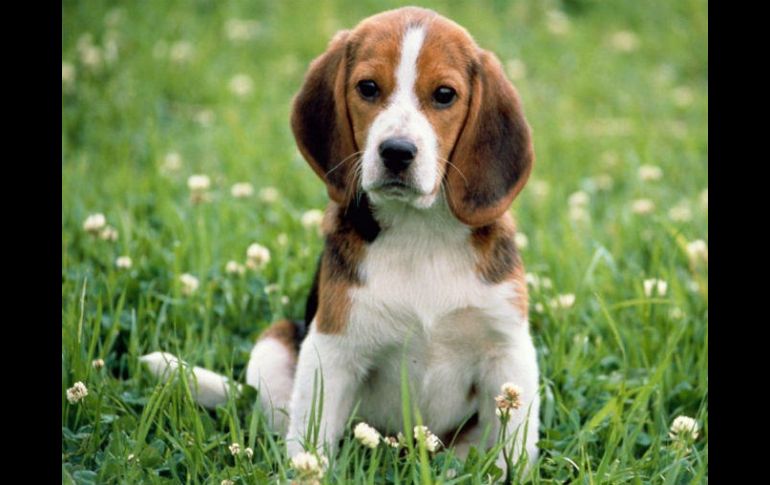 Encontramos a una perrita idéntica a la mía (misma raza y colores) dando vueltas a una glorieta, desorientada. ESPECIAL /