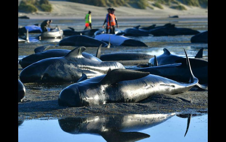 La bahía de Golden, que tiene aguas poco profundas, es conocida por este tipo de incidentes. AFP / M. Melville