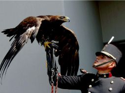 El águila real es el símbolo nacional. NTX / N. Tavira