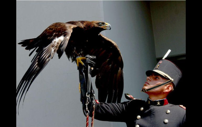 El águila real es el símbolo nacional. NTX / N. Tavira