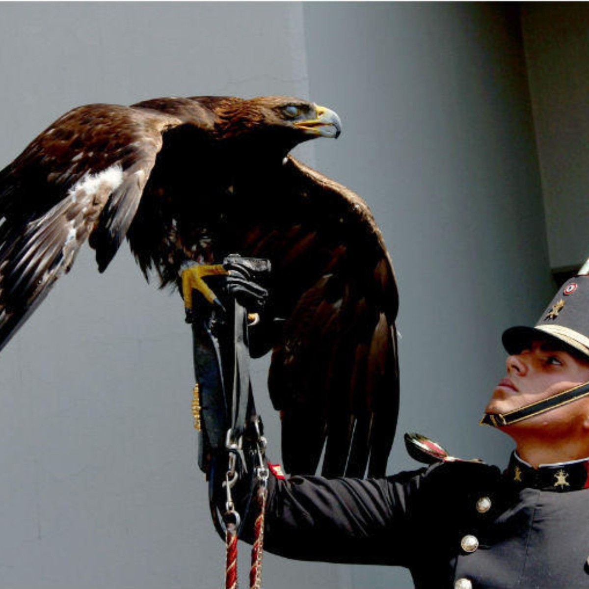 Crearán Centro Nacional de control y protección del águila real | El  Informador