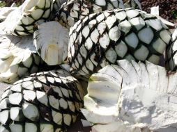 Señalan que el agave podría utilizarse en la creación de detergentes, fertilizantes y en la industria del papel. EL INFORMADOR / ARCHIVO