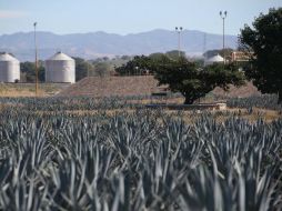 Actualmente, la industria tequilera cuenta con un inventario de 45 millones de agaves para la producción de este año. EL INFORMADOR / ARCHIVO