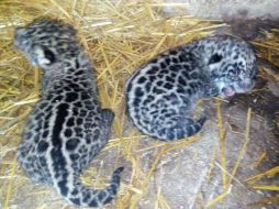 Los jaguares recién nacidos se encuentran en positivo estado de salud. TWITTER / @PROFEPA_Mx