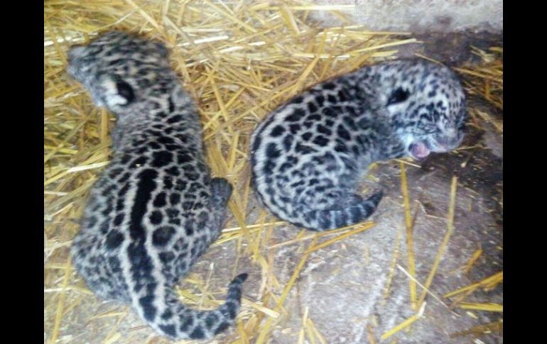 Los jaguares recién nacidos se encuentran en positivo estado de salud. TWITTER / @PROFEPA_Mx