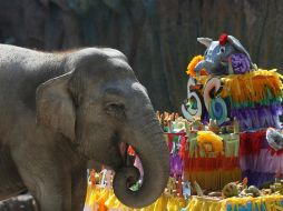 El paquidermo celebra con un pastel de cumpleaños hecho de sandía, papaya, melón, mazorcas, bananos y zanahoria. EFE / E. Biba