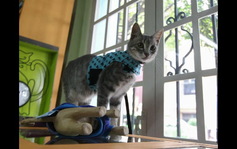 Encubre el olor de tu mascota, incluyendo la caja de arena del gato o el patio en donde defeca tu perro. EL INFORMADOR / ARCHIVO