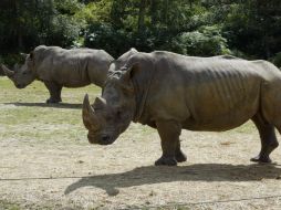 El animal ejecutado, 'Vince', era un joven macho de cuatro años, que había llegado a Thoiry en marzo de 2015. AFP / M. Bureau