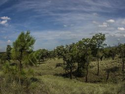 Este bosque funciona como hábitat crítico para especies de flora y fauna representativa de la región. EL INFORMADOR / ARCHIVO