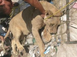 La leona se escapó de su jaula en un rancho en Tesistán y se comió dos cerdos. ESPECIAL /