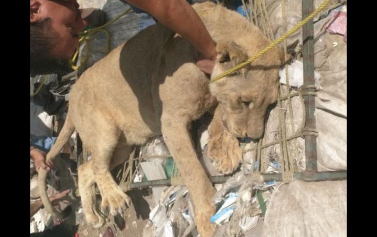 La leona se escapó de su jaula en un rancho en Tesistán y se comió dos cerdos. ESPECIAL /