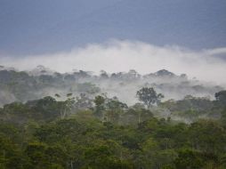 Aunque las precipitaciones no varíe drásticamente, la extensión de las sequías podría convertir al Amazonas en una sabana. EFE / ARCHIVO