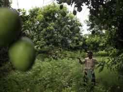 Jalisco produjo 114 mil toneladas de mango durante 2016 en una superficie estimada en siete mil 947 hectáreas. EFE / ARCHIVO