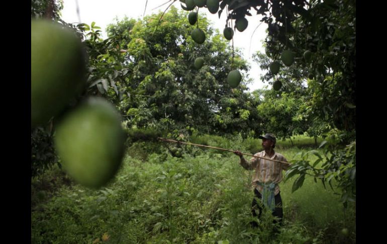 Jalisco produjo 114 mil toneladas de mango durante 2016 en una superficie estimada en siete mil 947 hectáreas. EFE / ARCHIVO