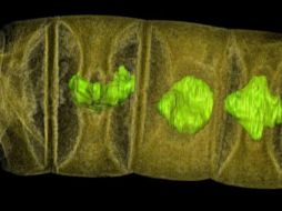 El descubrimiento sugiere que estos seres vivos evolucionaron hace unos 1.6 mil millones de años. ESPECIAL / Stefan Bengtson