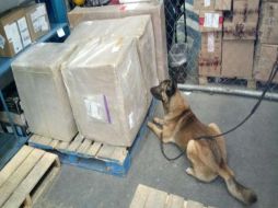 Binomios caninos especializados en la detección de narcóticos y papel moneda modificaron su conducta frente a tres cajas selladas. TWITTER / @PoliciaFedMx