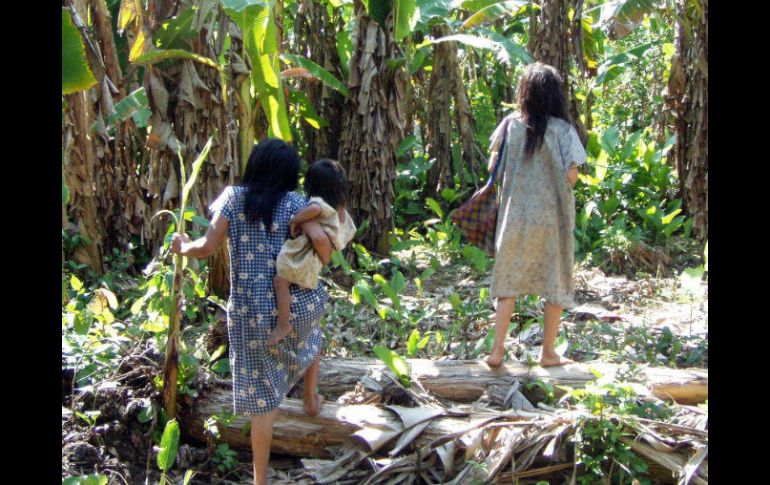 Los investigadores examinaron el estado de salud de 705 chimanes, de entre 40 y 94 años. AP / M. Gurven