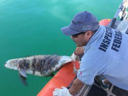 La vaquita marina presentaba un avanzado estado de descomposición. NTX / ESPECIAL