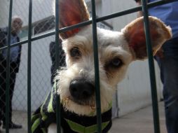 Un estudio demuestra cómo nuestras mascotas pueden ser astutas y manipuladoras cuando quieren obtener comida. EL INFORMADOR / ARCHIVO