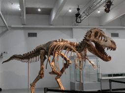 Los dinosaurios dominaron el planeta durante más de 150 millones de años. EFE / ARCHIVO