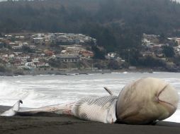 La protuberancia podría ser 'parte del estómago de la ballena que sale al exterior'. EFE / B. Hernández