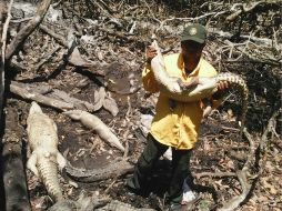 Los reptiles rescatados presentaban cuadros de deshidratación, porque, al parecer, tenían más de 48 horas cautivos. TWITTER / @CONANP_mx