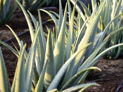 El aloe vera es un ingrediente muy importante que además de hidratar brinda una reconfortante sensación de frescura a la piel. EL INFORMADOR / ARCHIVO