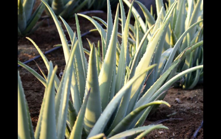 El aloe vera es un ingrediente muy importante que además de hidratar brinda una reconfortante sensación de frescura a la piel. EL INFORMADOR / ARCHIVO