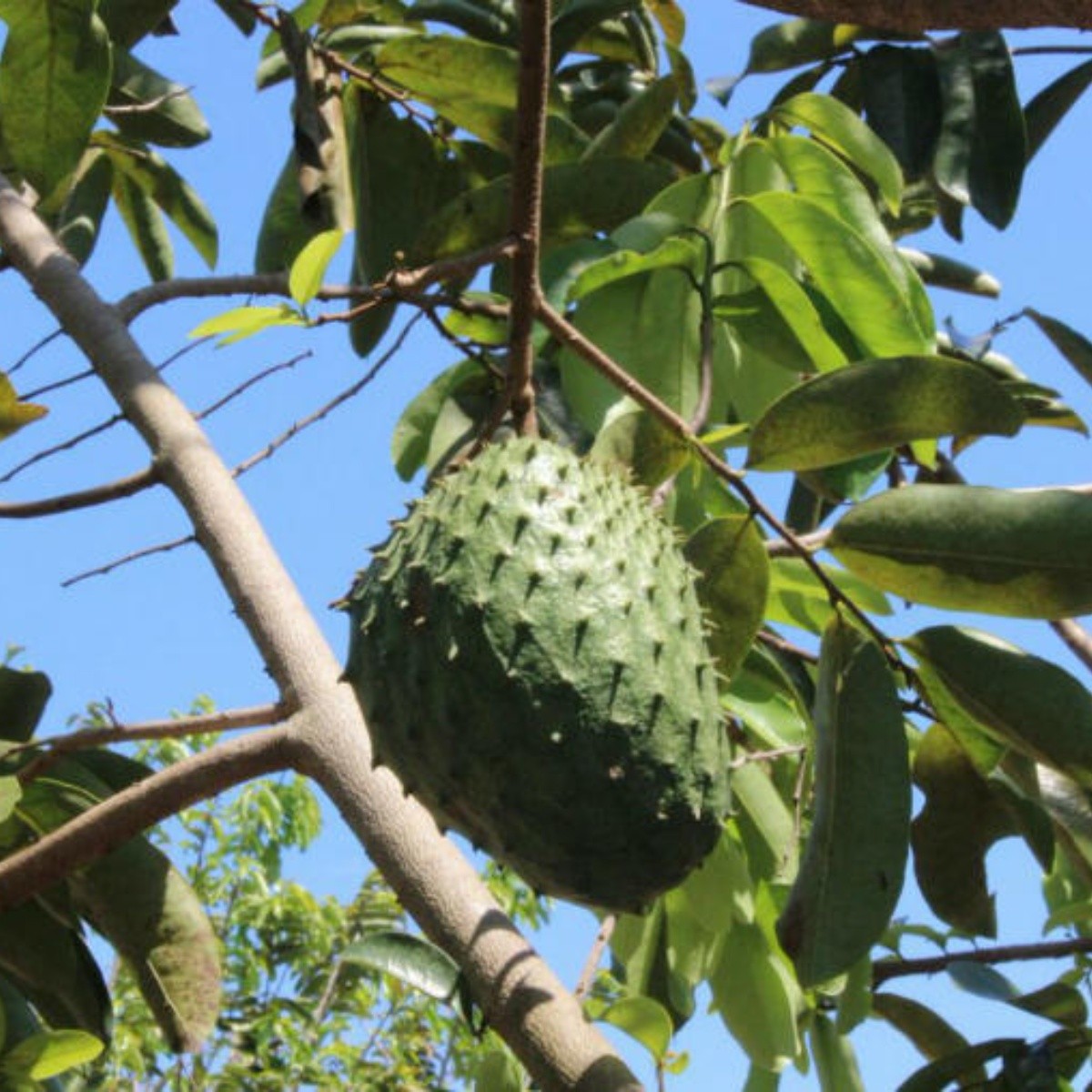 Hoja de guanábana genera daños en dosis erróneas | El Informador