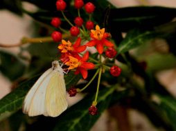 Sigue estas recomendaciones para cuidar a mantener tus plantas dentro de casa. NTX / ARCHIVO